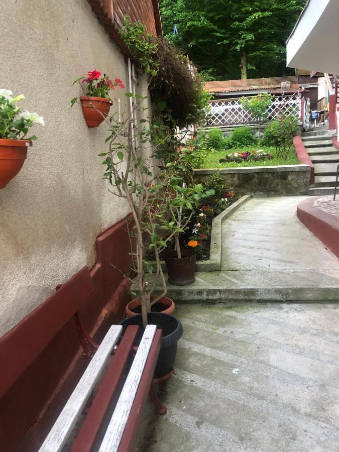Vila Zeno ブラショフ エクステリア 写真
